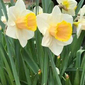 Pink Pride Daffodil (Narcissus Pink Pride) Img 3